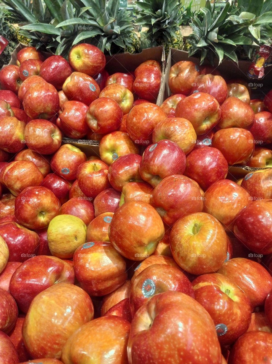 apples galore / manzanas en exposición