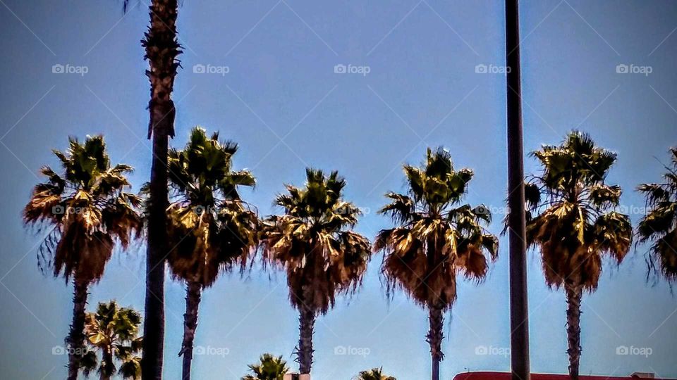 Symmetry of Palm Trees on a Summer's Day