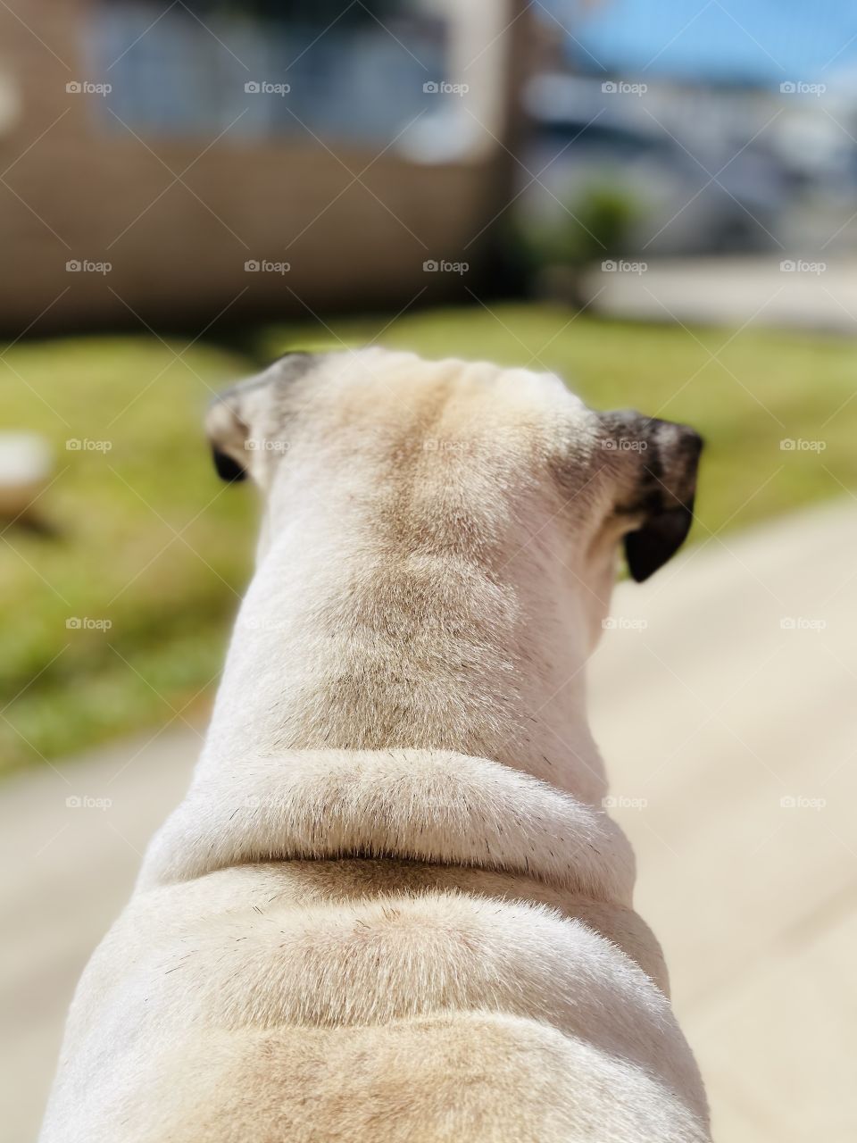Pug