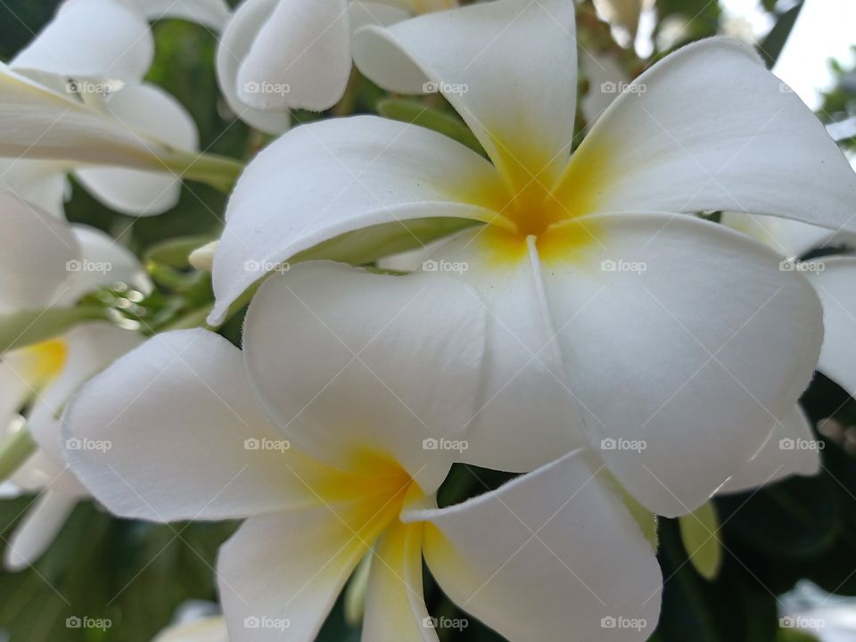 Beautiful Plumeria Flowers