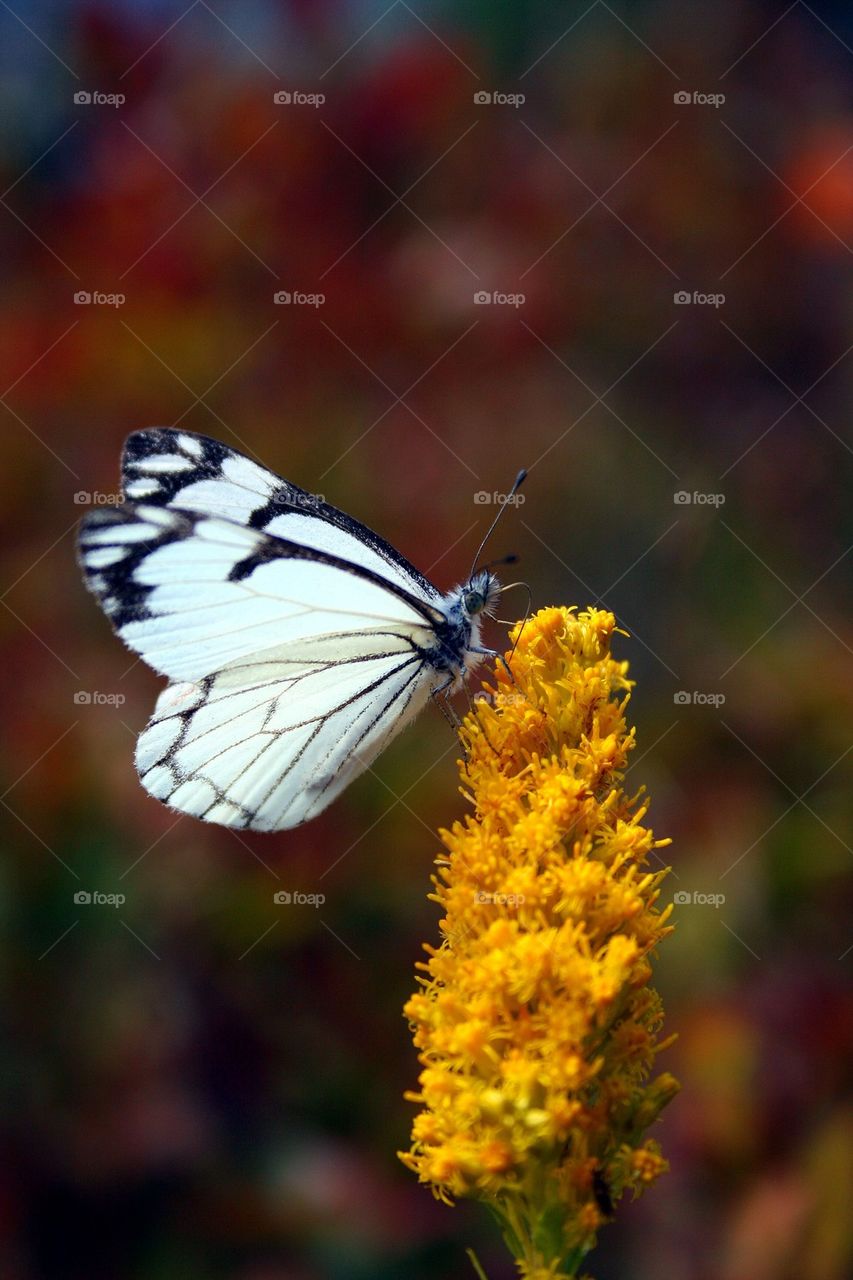 Butterfly on flower