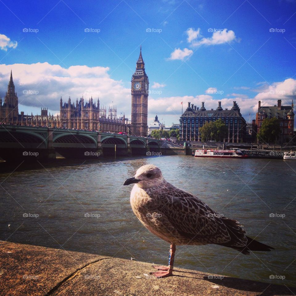 The official London Eye