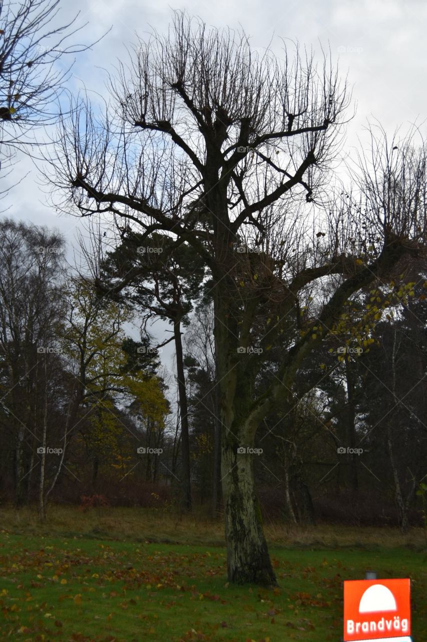 Tree, No Person, Landscape, Nature, Wood