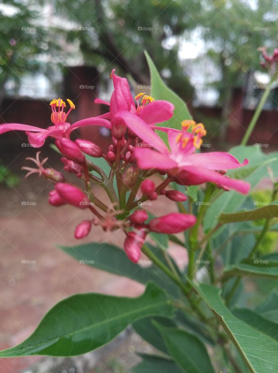 pink flower seasonal fresh looks very beautiful generally found everywhere seasonal fresh