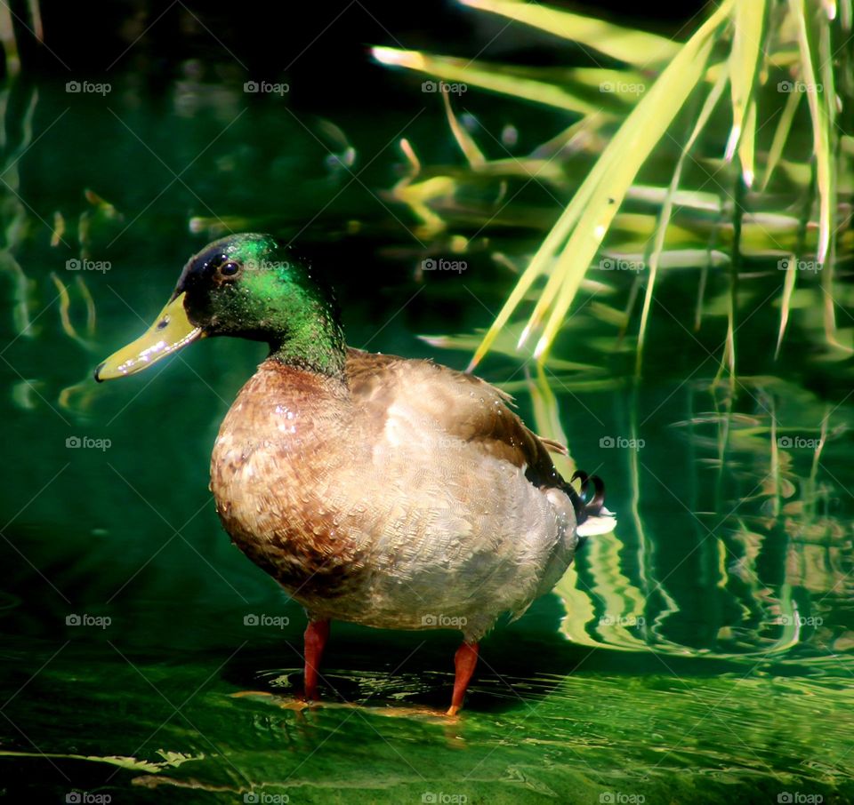 Mallard Duck at the Waterfall