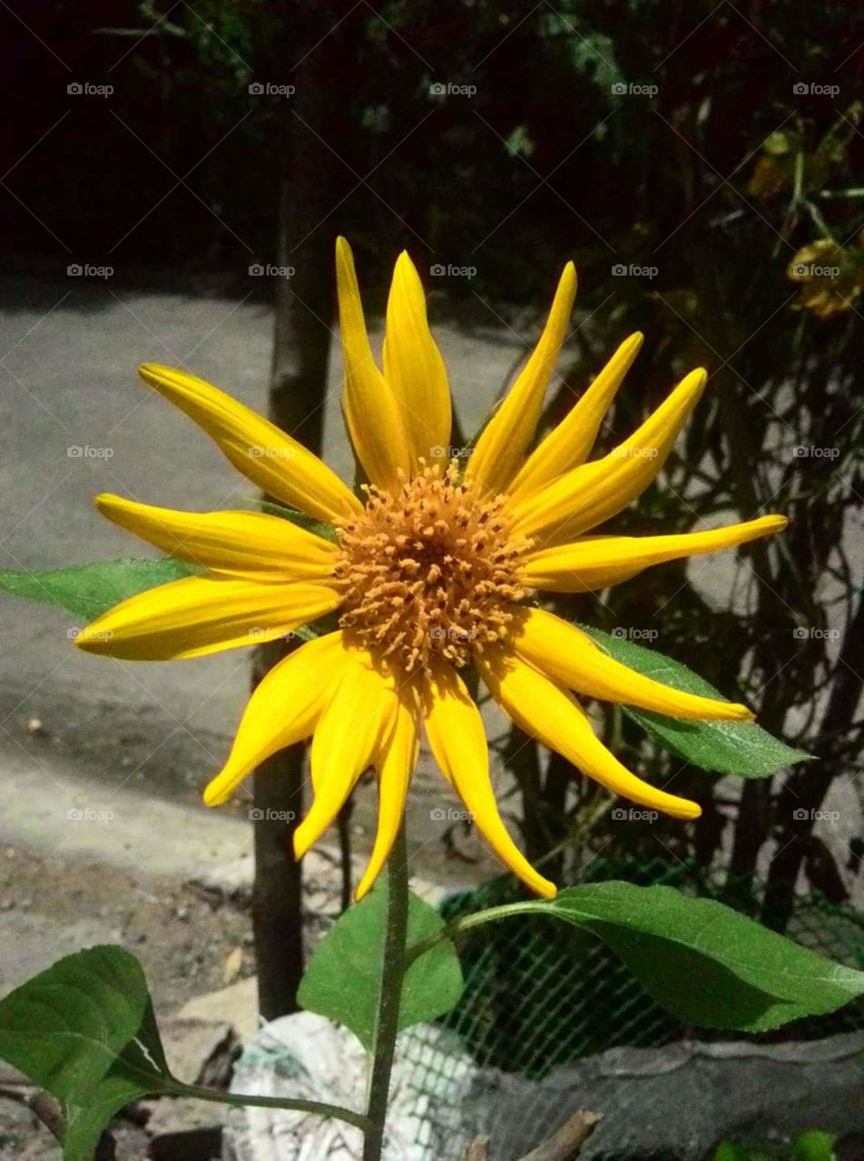 Yellow flower.