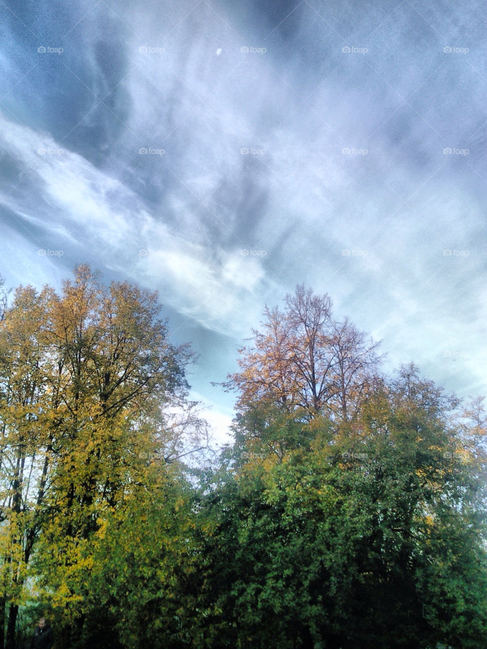 light nature clouds trees by nakoda