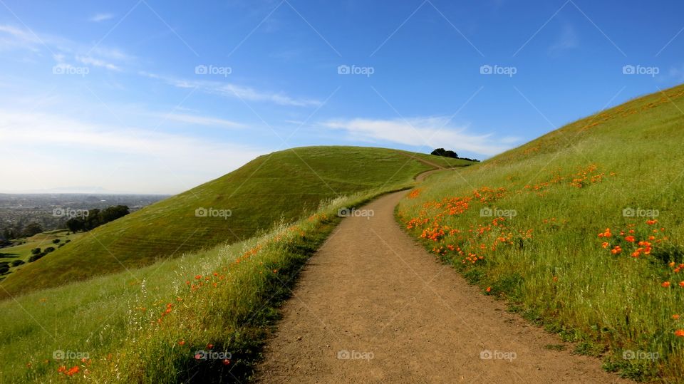A hiking trail lined with orange poppy flowers.