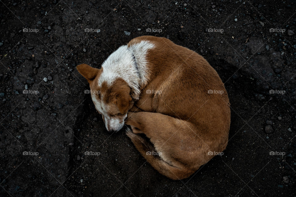 sleeping dog in bali, Wallpaper