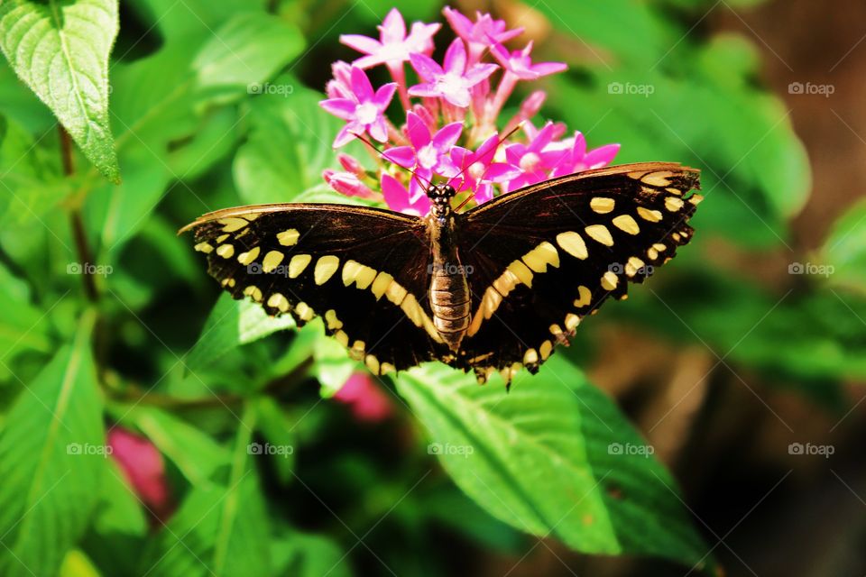 Wing span 