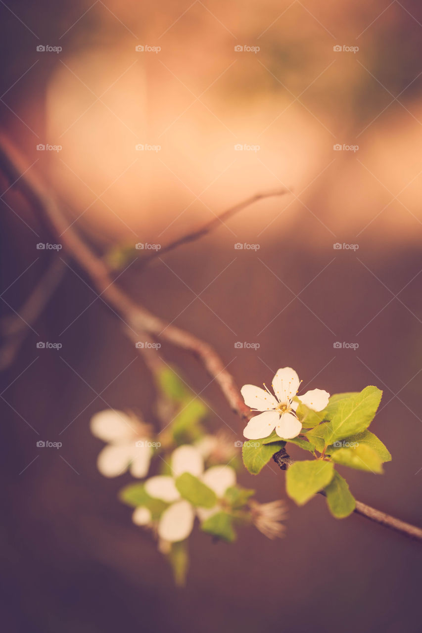 Spring blossom. White spring flowers