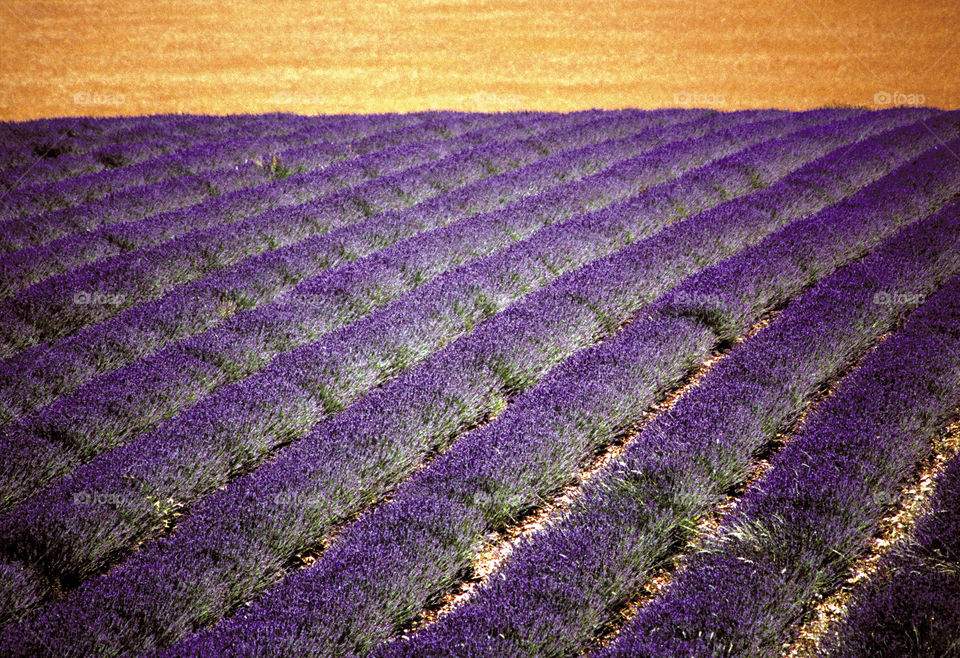 Lavender. Provence