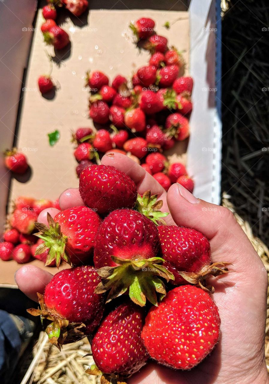 strawberry picking
