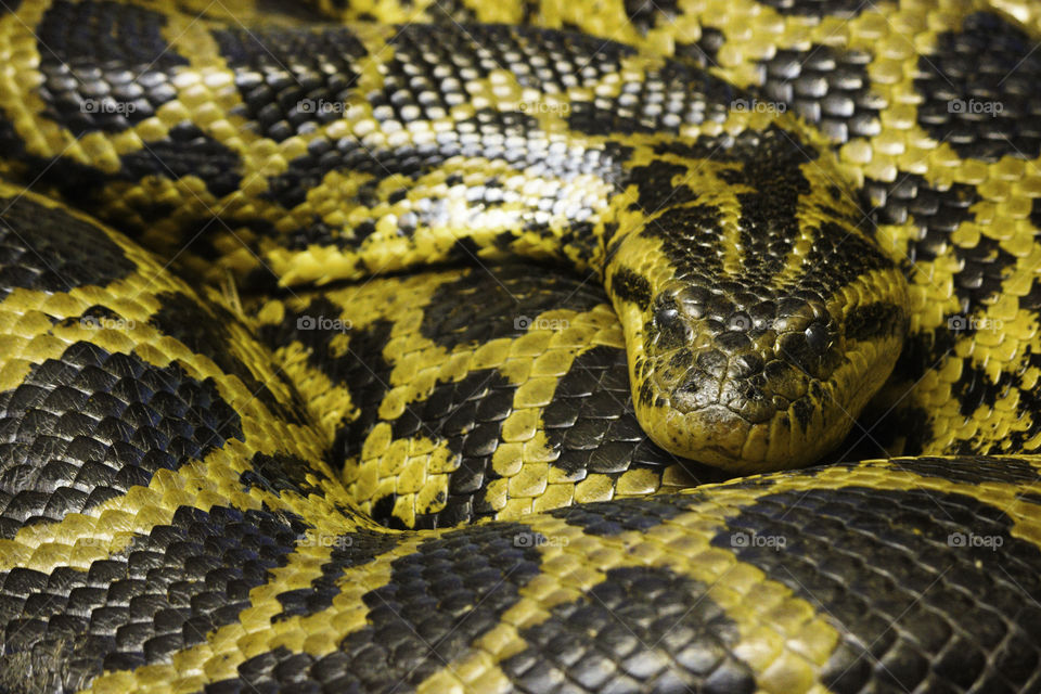 Burmese Python (python bivittatus) Curled Up Near Heat Source