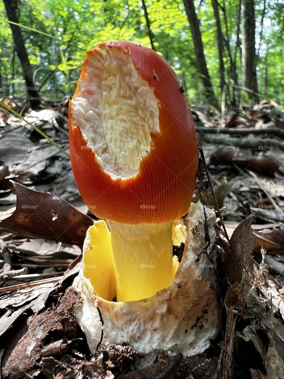 Closeup of Amanita jacksonii mushroom on the forest floor. The cup is still visible while an animal has taken a bite out of the red cap.