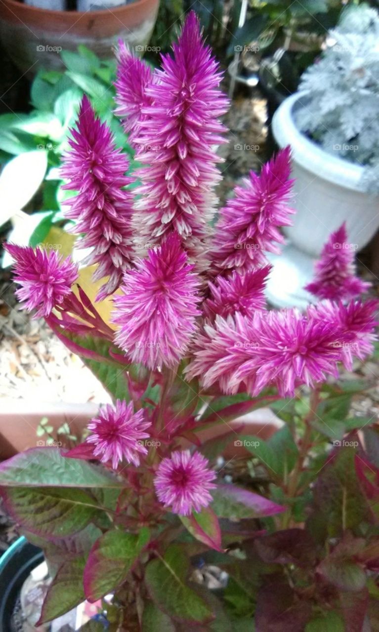 purple potted plant