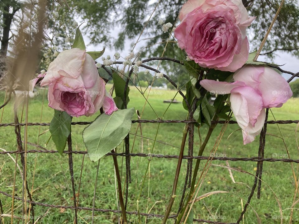 Pink wilted roses in a fence