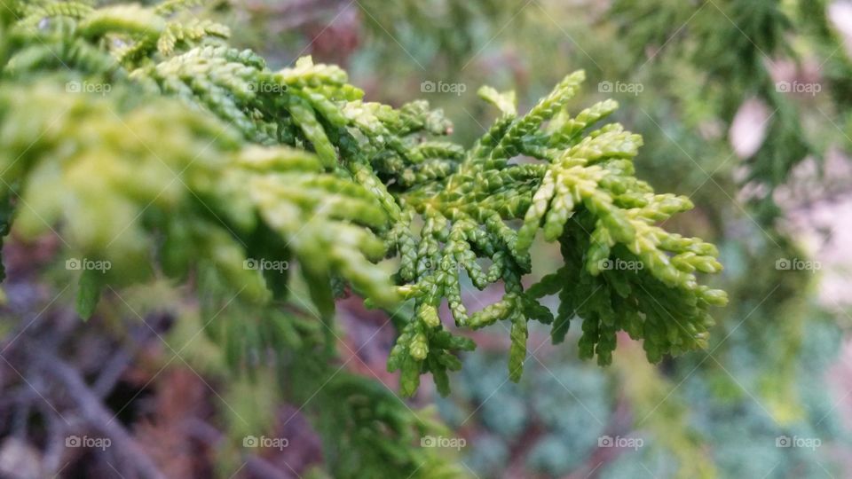 Close-up cedar. this is a photo of a branch on a cedar tree in my yard