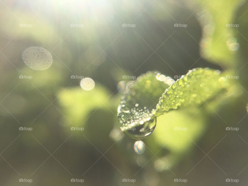 Raindrop