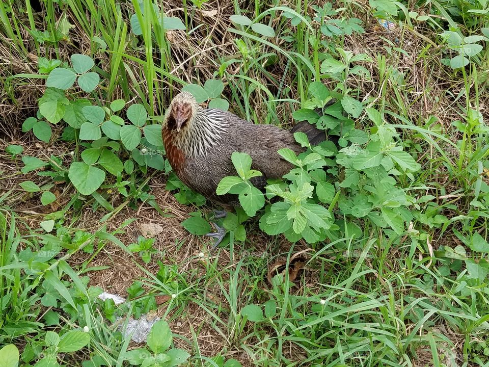 Hen