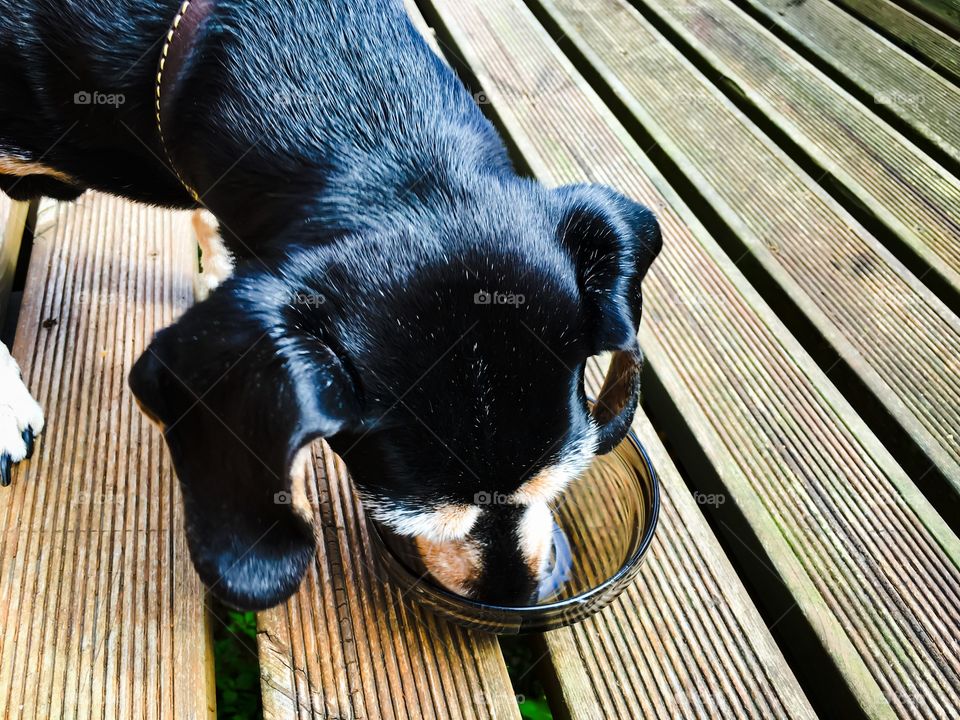 Our favorite loves all sorts of sweets even though she's not supposed to eat them. To lessen our guilt, she gets the leftovers. Who needs a washing machine when they have a dog!?