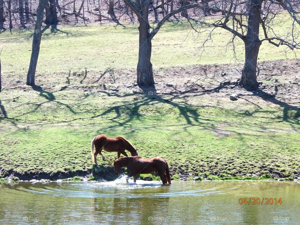 horsing around