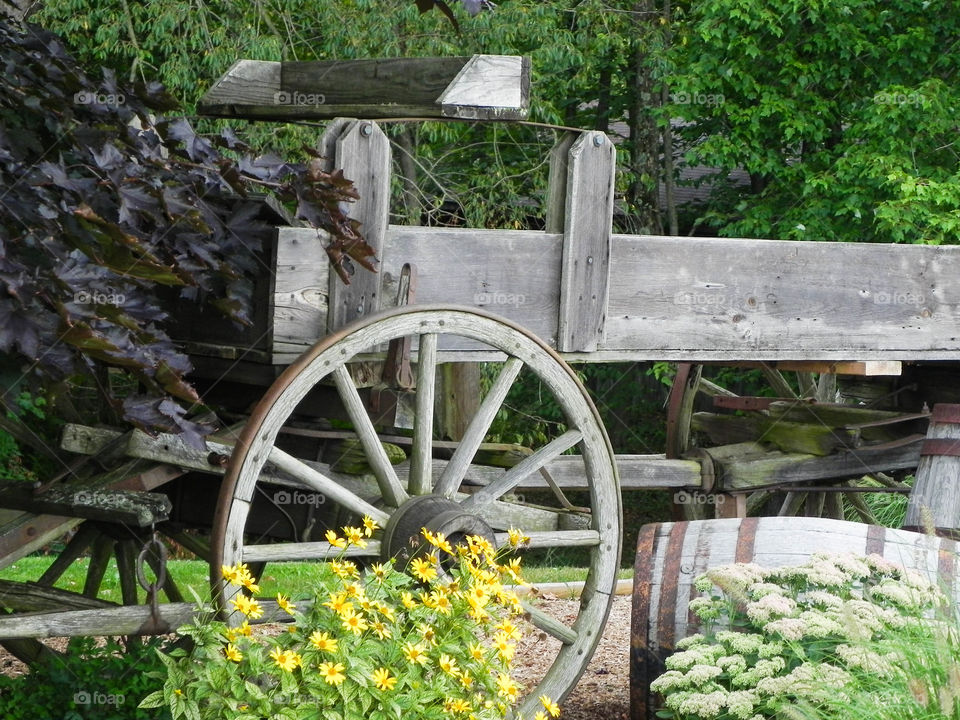 Vintage buckboard wagon