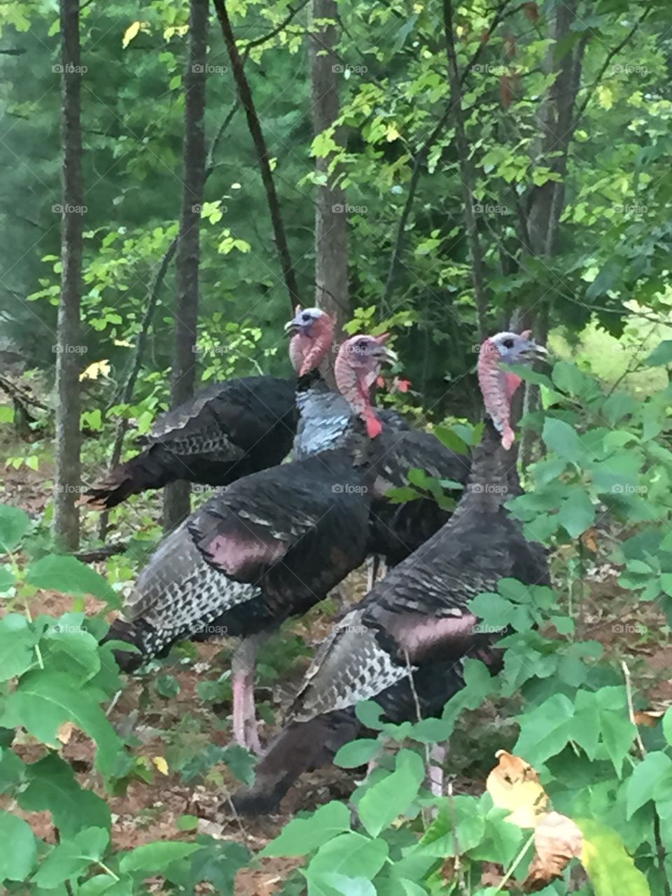 Gobble gobble