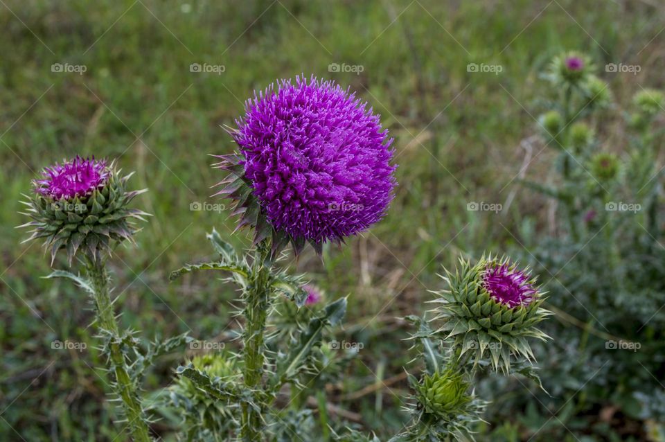 Thistle