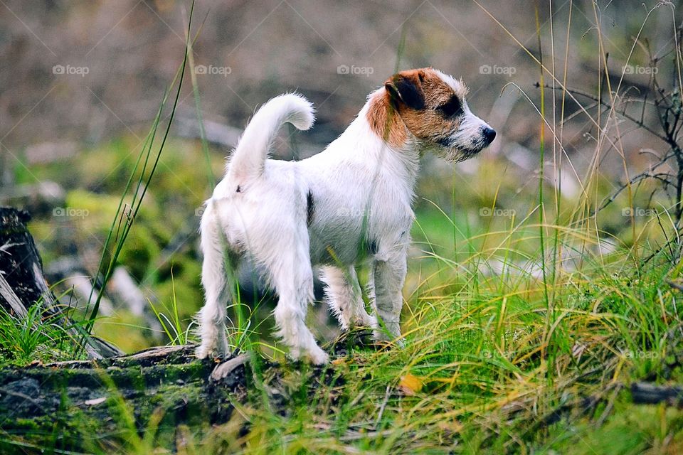 Jack russell terrier standing in grass