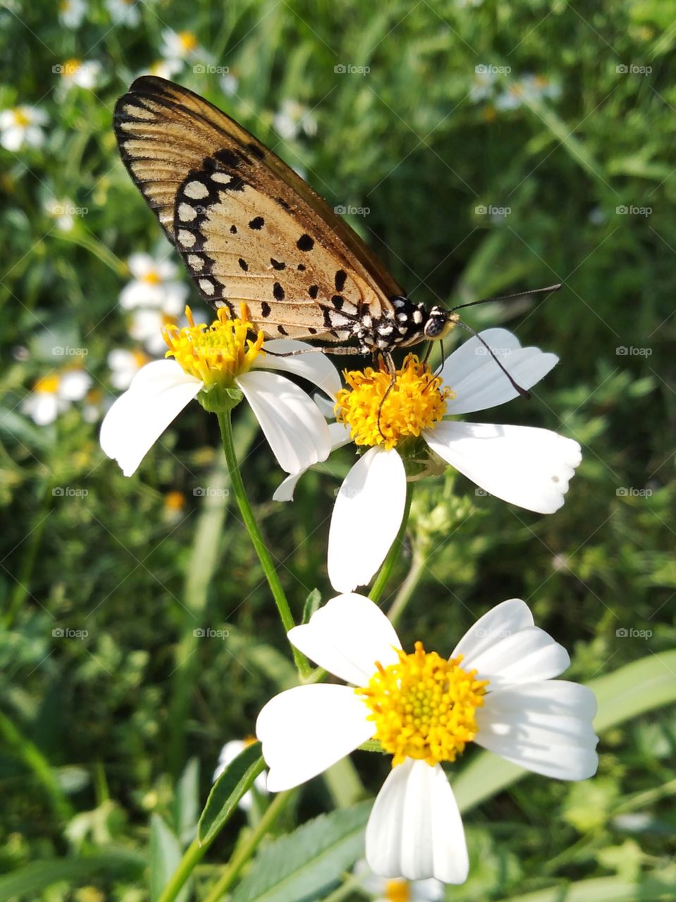 Butterfly with the flowers.