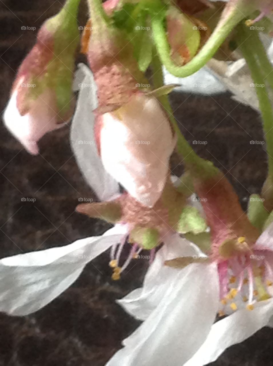 A close up photo of cherry blossom buds. 