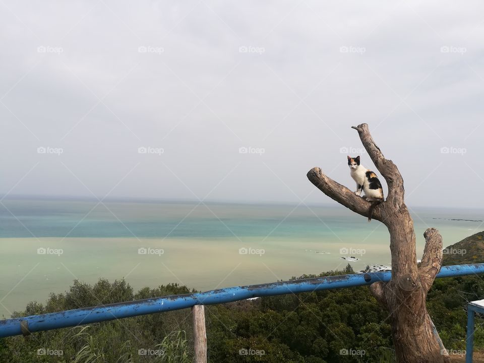 beautiful cat in the nature