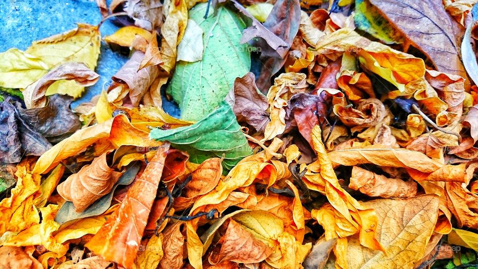 Diversity in leaves