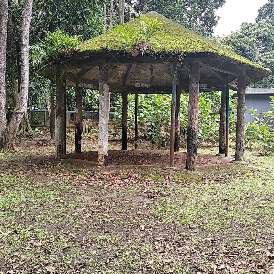 Wood gazebo