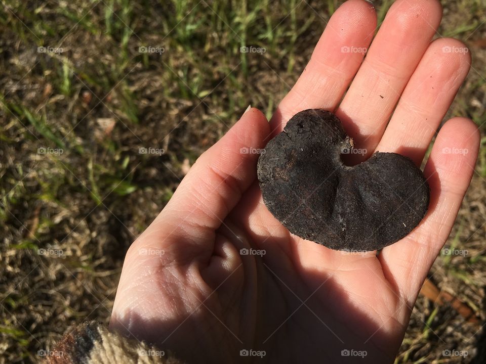 When I was younger my friends and I used to call these elephant ears. Now, my backyard is full of childhood memories! 
