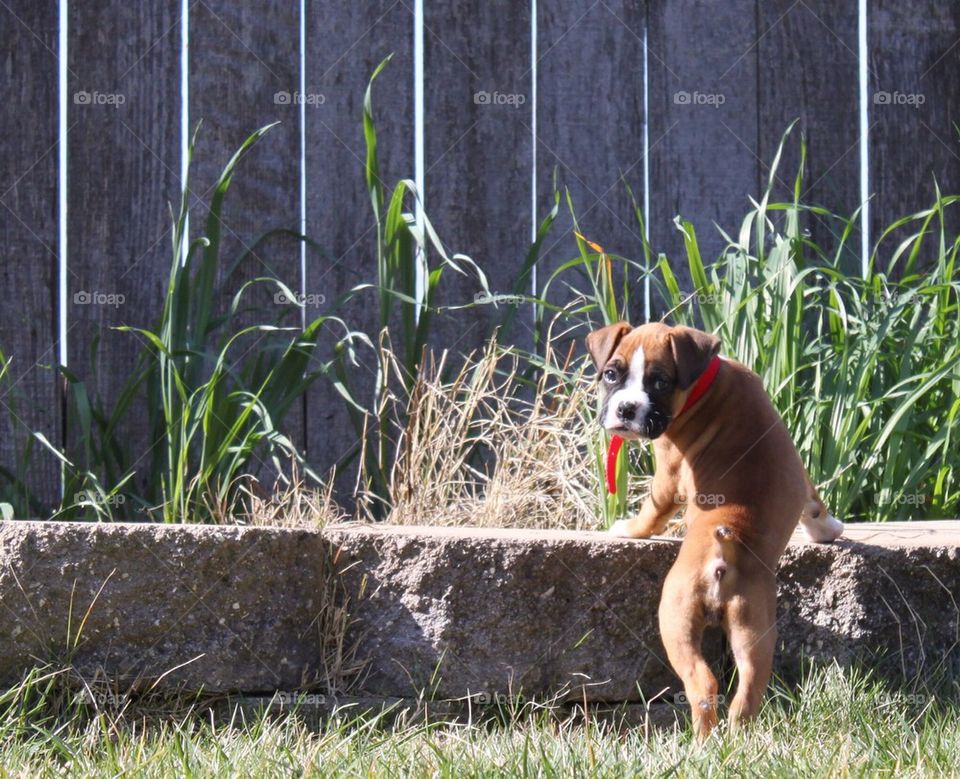 Boxer puppy