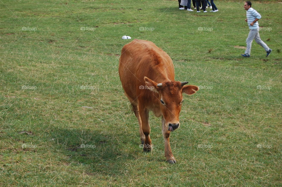 Cow in village