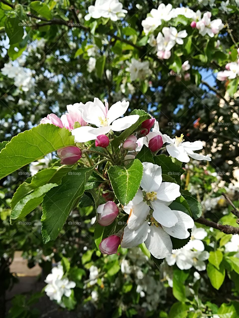 Apfelbaum Apfel Blüte