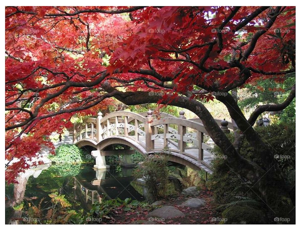 Awesome Japanese garden at Kyoto 