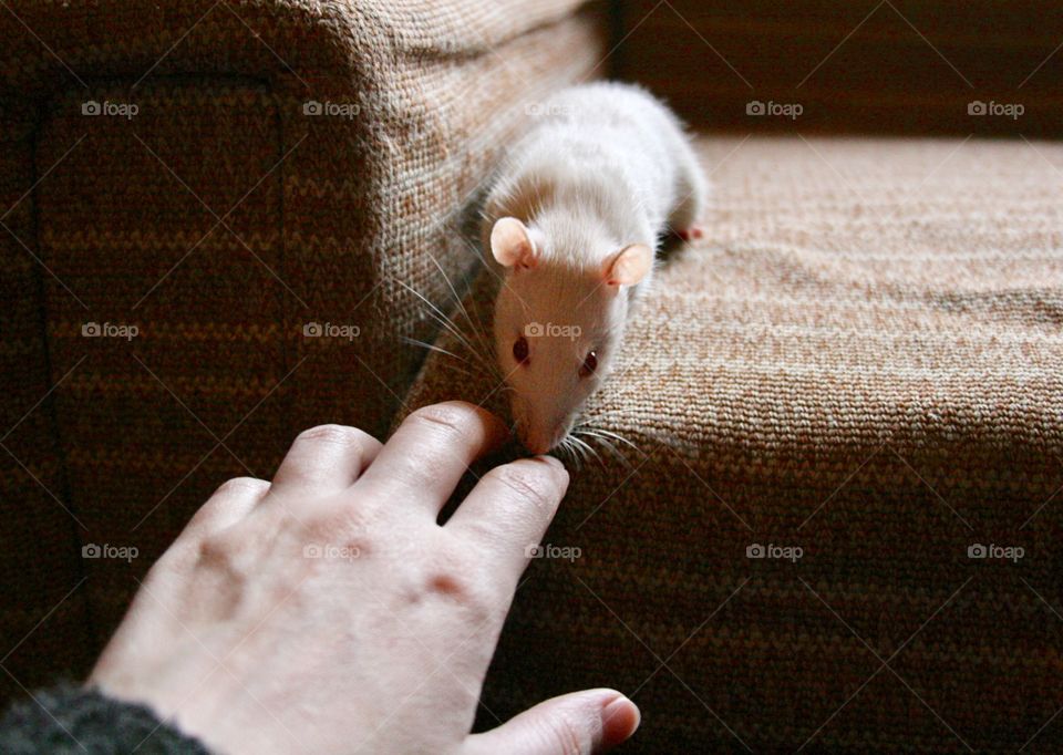 White Rat and Hand