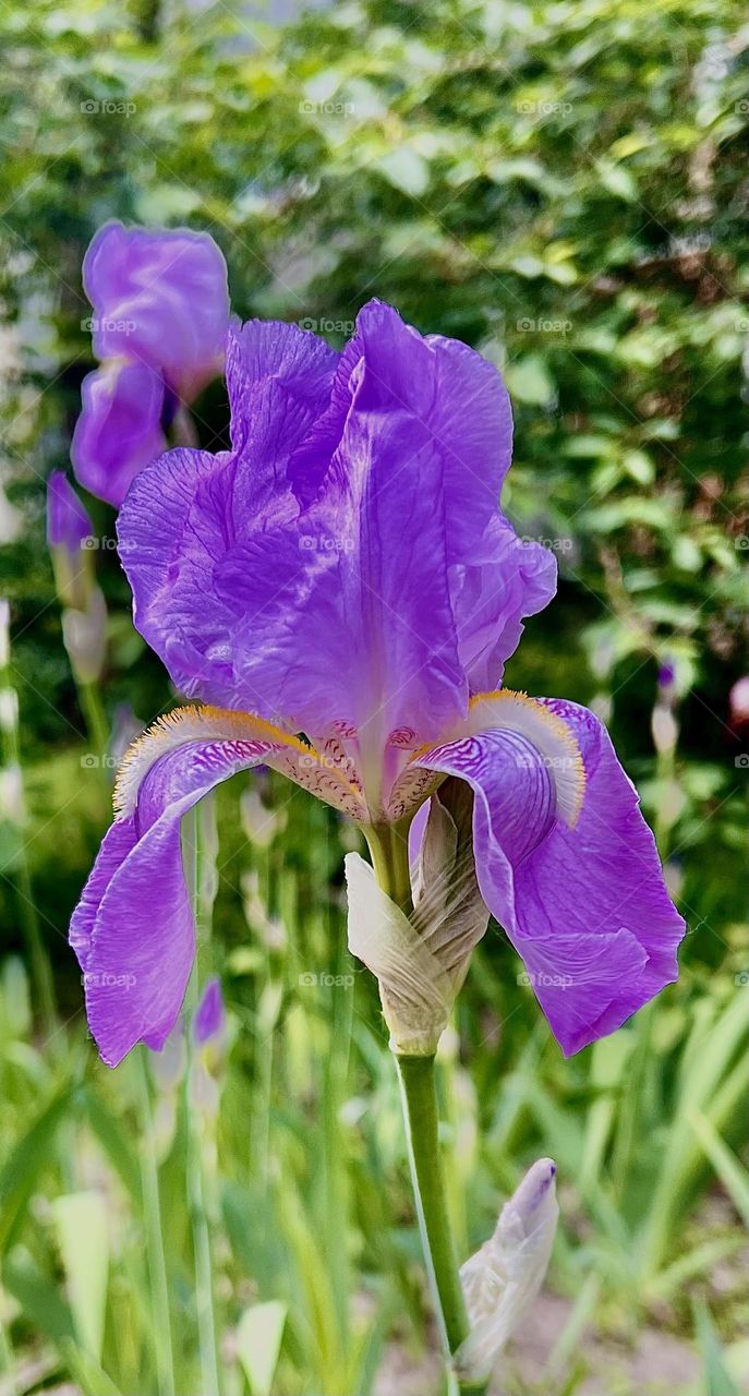 Ирисы культивируются очень давно, само название происходит от слова «радуга». И это соответствует тому богатству видов, сортов и расцветок, которые дают нам ирисы.