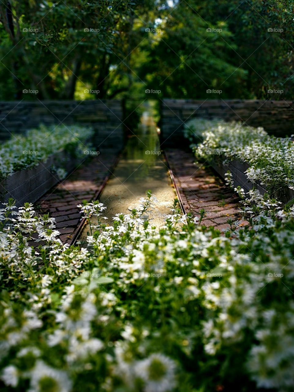 Garden Pond