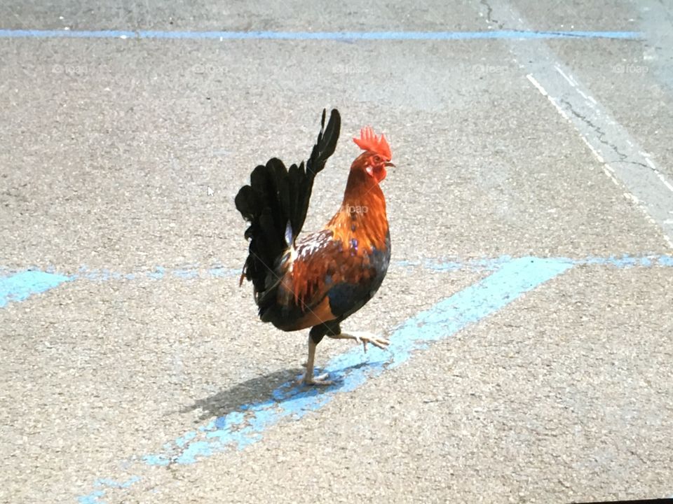 A rooster on the island of Kauai, Hawaii. Many chickens roam the island since a tropical storm destroyed a residents chicken coup several years ago.