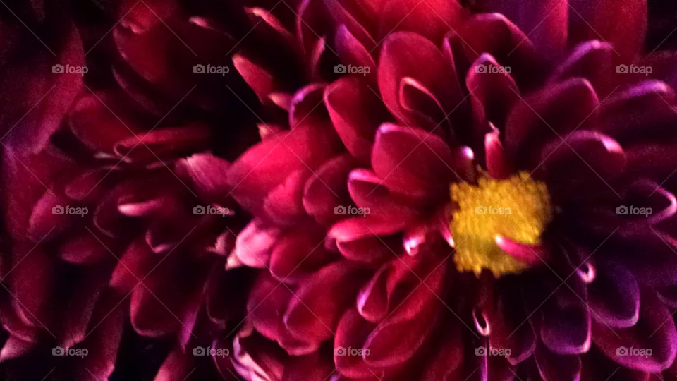 "Red Flowers"