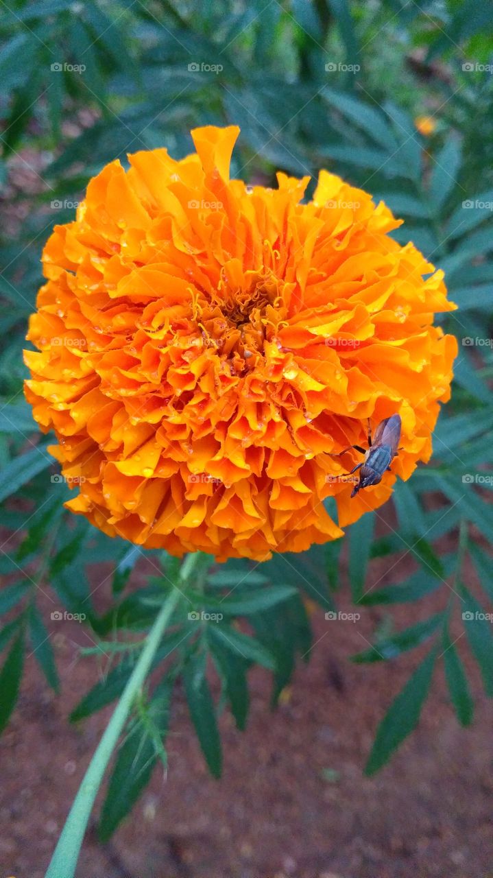 Close-up of a insect on orange flower