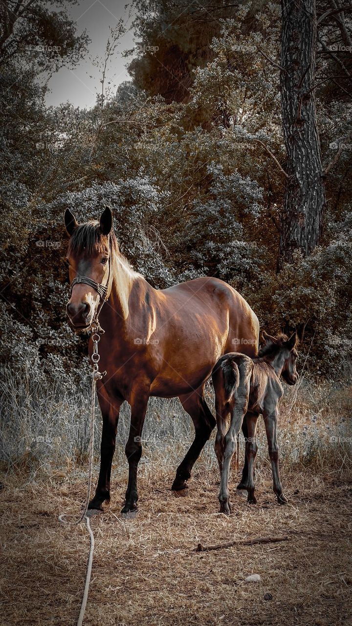 6 days old baby and the mom🐎