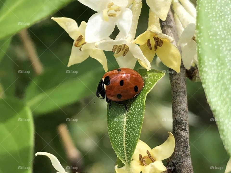 Ladybug 