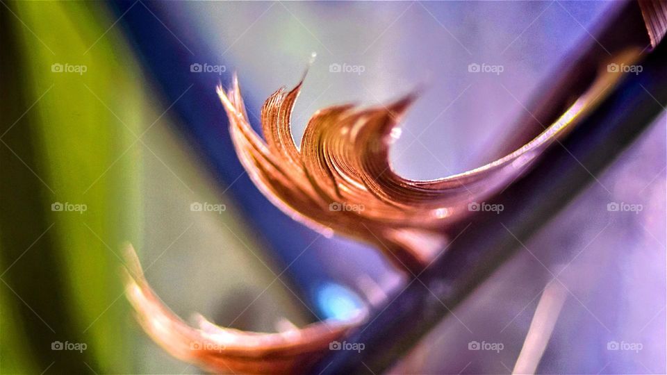 abstract close up macro picture from a feather with colorful background and backlight