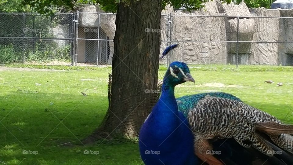 Peacock. Visit to the Detroit Zoo.